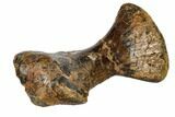 Hadrosaur (Edmontosaurus) Metatarsal - South Dakota #113127-3